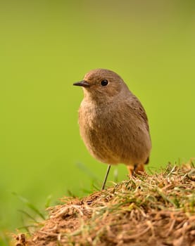 Female redstart (Phoenicurus phoenicurus), perched on the grass