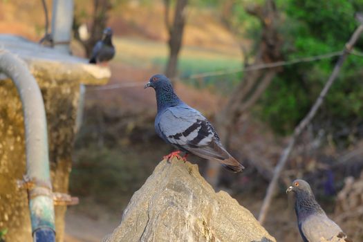 royalty free rock pigeon image, pigeon bird perching