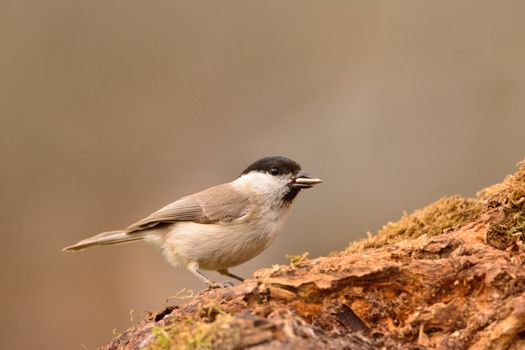 Marsh tit perched on a branch with moss.