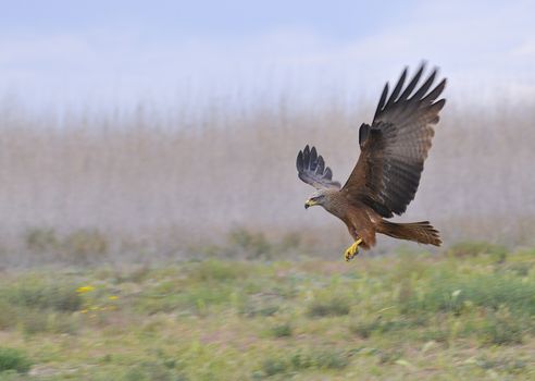 Black kite, Milvus migrans landing in the countryside.