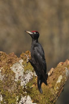 Black woodpecker, Dryocopus martius perched on old dry branch in the middle of forest with grey background