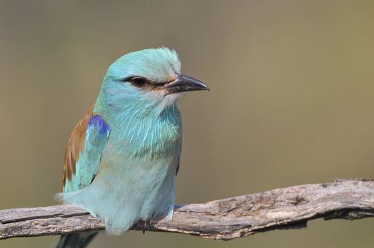 European roller perched on a branch with unfocused background.