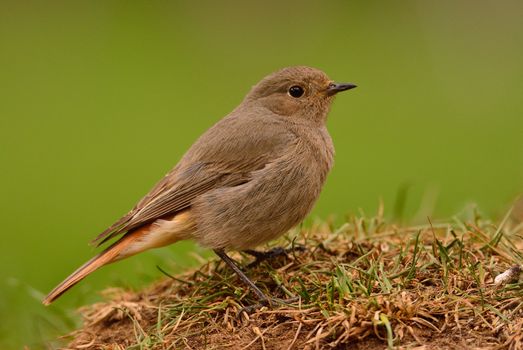 Female redstart (Phoenicurus phoenicurus), perched on the grass