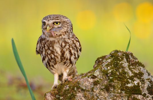 A little owl with a grasshopper on the beak