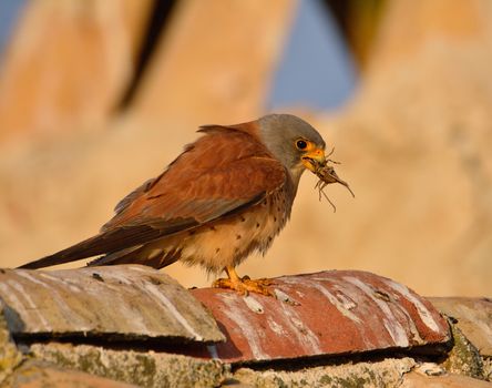 Lesser kestrel with an insect in its beak to feed its young.