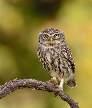 A little owl, Athene noctua perched on a branch.