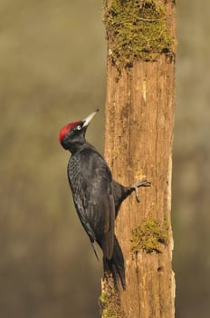 Black woodpecker, Dryocopus martius perched on old dry branch in the middle of forest with grey background