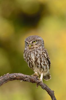 A little owl, Athene noctua perched on a branch.