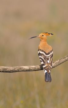 Eurasian Hoopoe or Upupa epops, beautiful brown bird perching on branch waiting to feed its chicks with brown background.