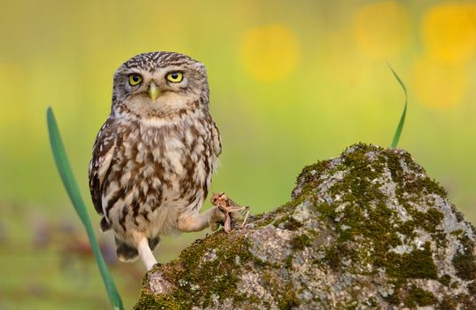 A little owl, Athene noctua perched on a stone, with a grasshopper in the claw