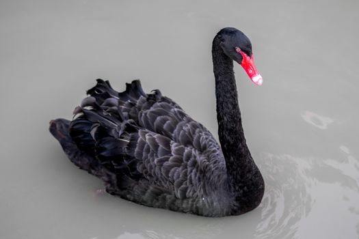 Black swan is floating in a lake.