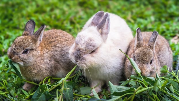 Three cute rabbits eating grass sitting next to each other.