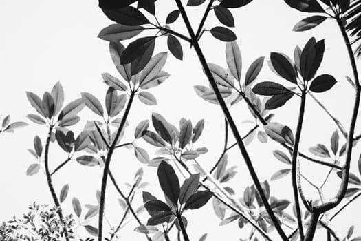 Abstract of tree branches background in black and white.