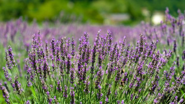 Field of purple lavender outdoor in summer.