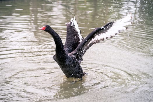 Black swan wide open wings to fly.