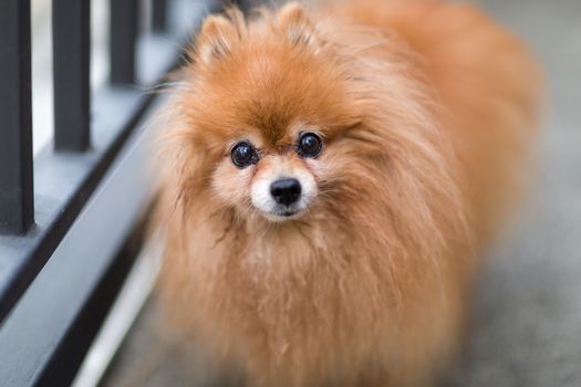 Old Pomeranian Dog Portrait