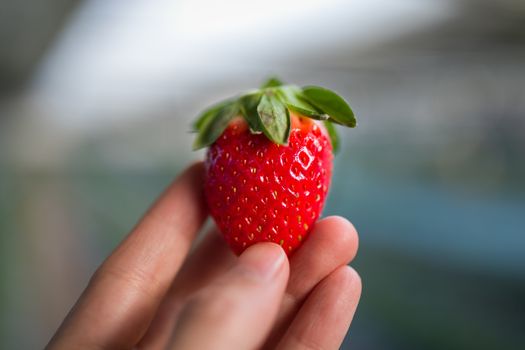 Close-up shot of hand holding fresh strawberry.