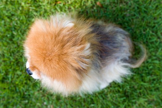 Top view of Pomeranian dog.