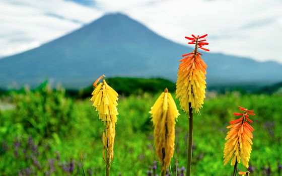 Close-up flower with Fuji mountain as background.