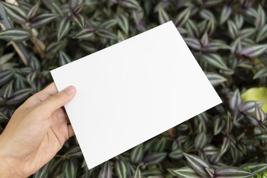 Hand holding white paper on green leaf nature for mockup design text advertising.