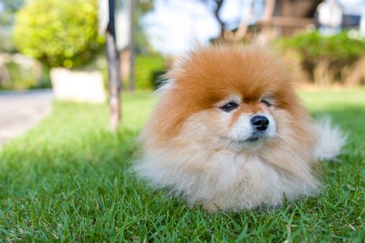 Portrait of Pomeranian dog sitting in lawn.