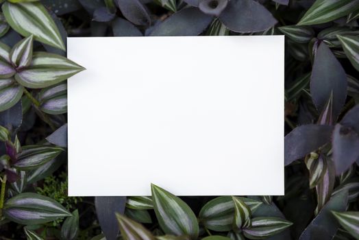 White paper card on green leaf nature for mockup design text advertising.