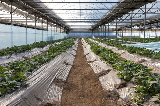 Background of strawberry farm in closed system.