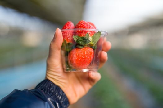 Close-up shot of hand holding fresh strawberry.