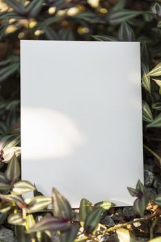 White paper card on green leaf nature for mockup design text advertising.