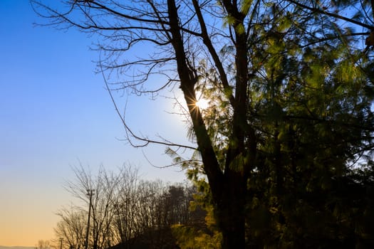 Background of sun ray through tree with blue sky.