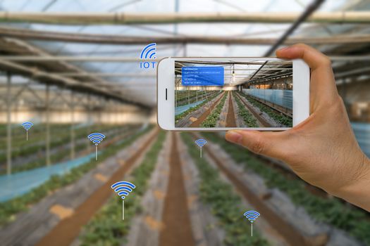 App on smart device showing smart farming agriculture concept using internet of things, IOT, and augmented reality, AR.