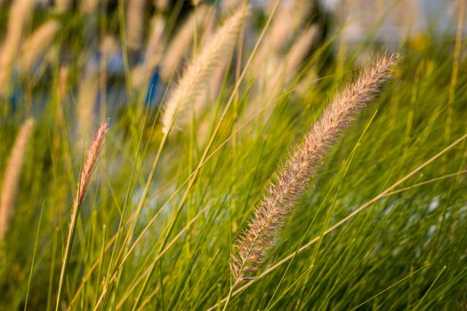 Background of field of grass at sunset or sunrise.