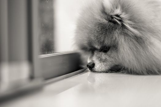 Black and white shot of abandoned dog waiting owner to come back home.