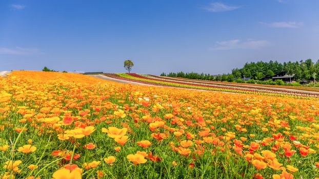 Panoramic scene of colorful flower field during summer in Hokkaido, Japan.