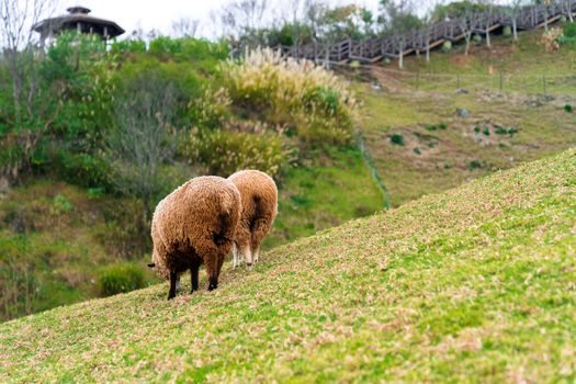 Rear or back view of brown sheep in farm.