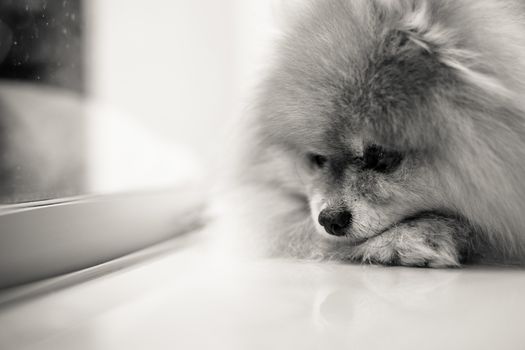 Black and white shot of sad and lonely dog waiting owner to come back home.