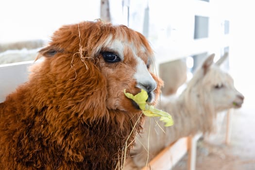 Close-up shot of alpacas in farm eating leaves.