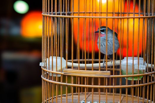 Beautiful little bird in a small birdcage.