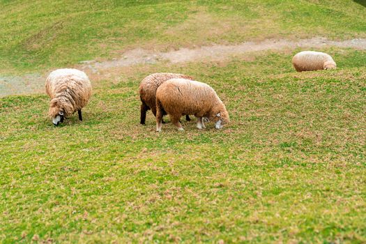 Couple of sheep in farm eating green grass in field.