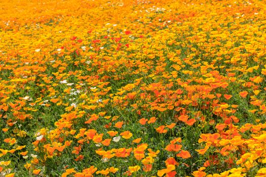 Colorful flower field during summer in Hokkaido, Japan.