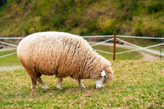 Close-up sheep eating grass in green field.