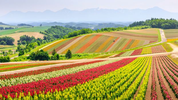 Panoramic scene of colorful flower field during summer in Hokkaido, Japan.