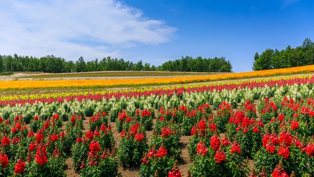 Panoramic scene of colorful flower field during summer in Hokkaido, Japan.