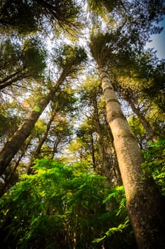 Perspective of green forest trees in summer.