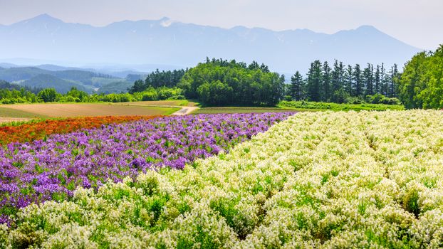 Colorful flower field during summer in Hokkaido, Japan.
