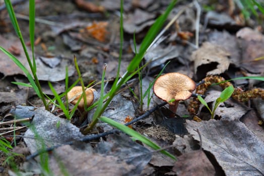 Small spring mushrooms surrounded with dry leaves, close-up photo