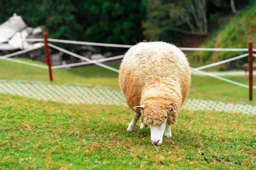Close-up sheep eating grass in green field.