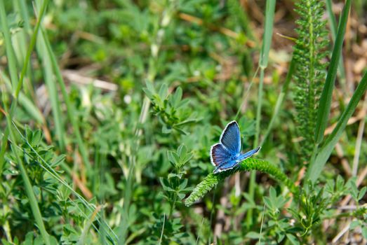 Blue butterfly on a green grass meadow background, close-up photo