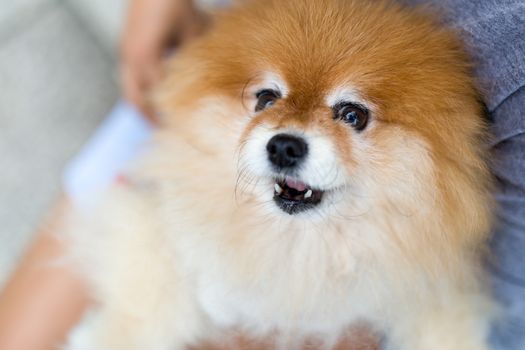 Pomeranian Dog Portrait