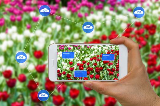 App on smart device showing smart farming agriculture concept using cloud, big data, and augmented reality, AR.